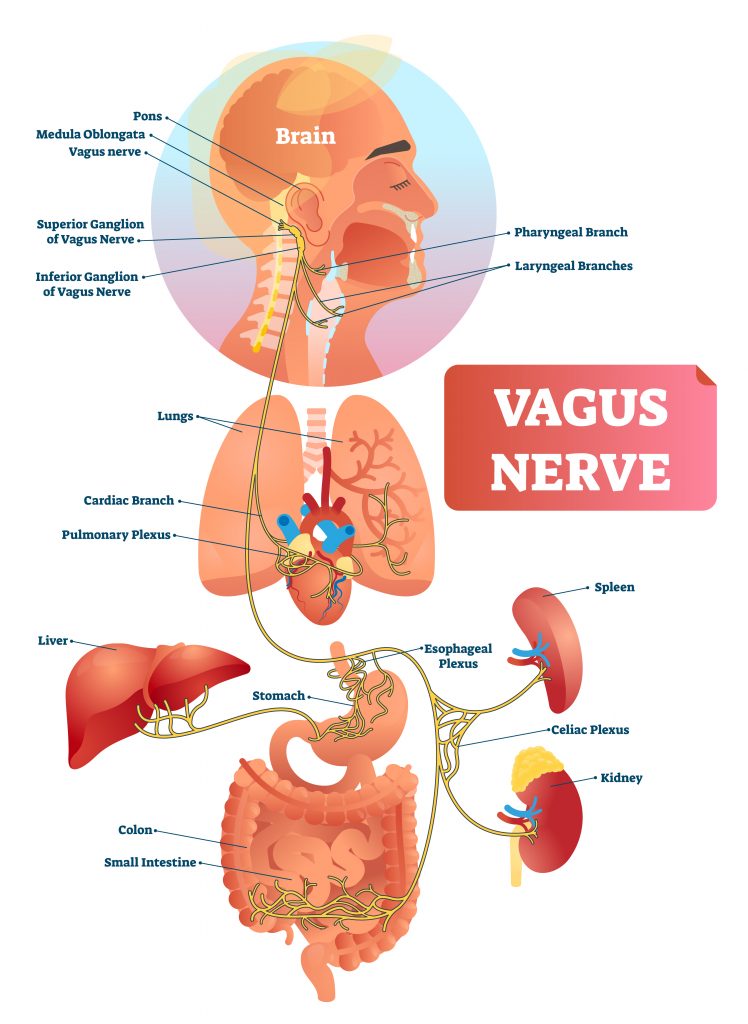 vagus nerve syndrome