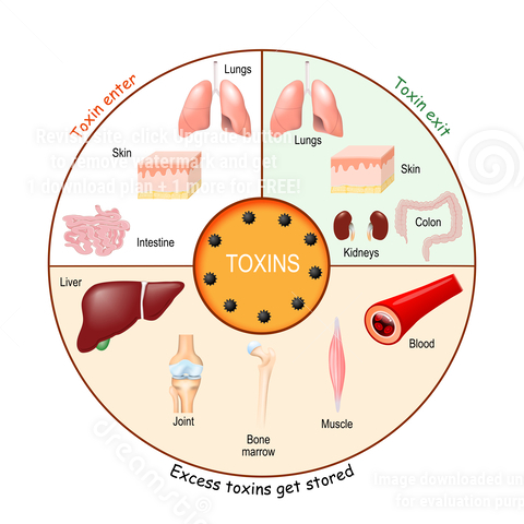 toxins in and out diagram