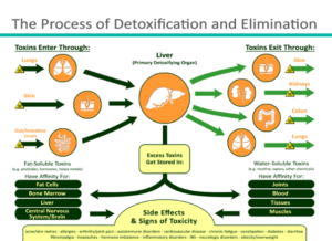 diagram of detoxification process