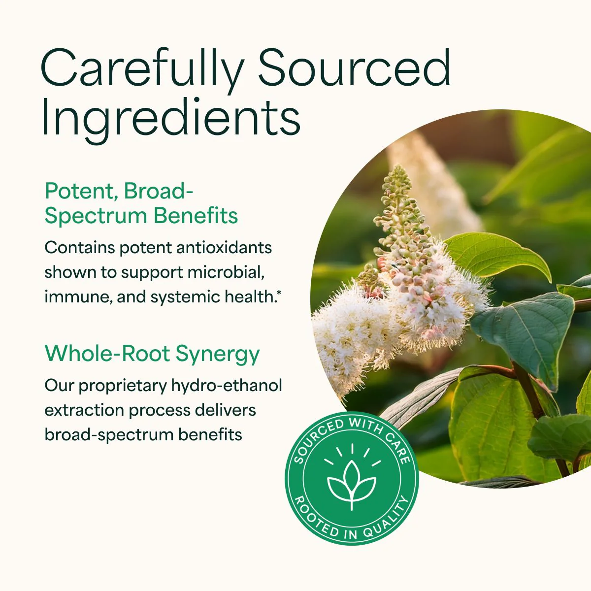 Japanese Knotweed by NutraMedix