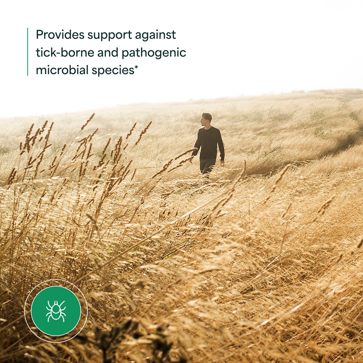 Japanese Knotweed by NutraMedix